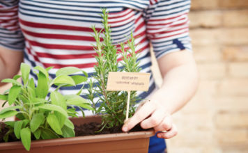 Creare un piccolo giardino di erbe aromatiche sul balcone 705 0 031 Creare un piccolo giardino di erbe aromatiche sul balcone_ok